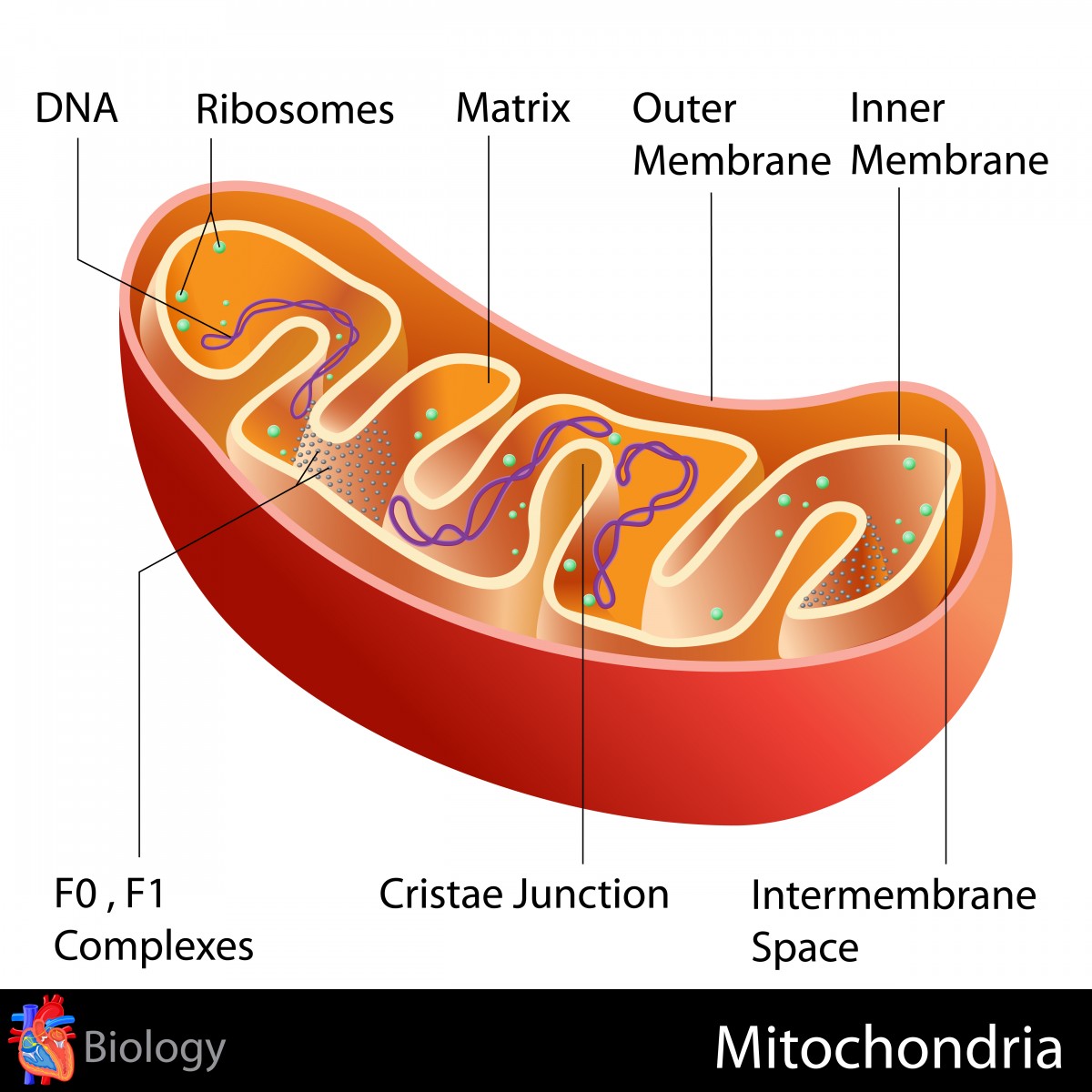 mitohondriji