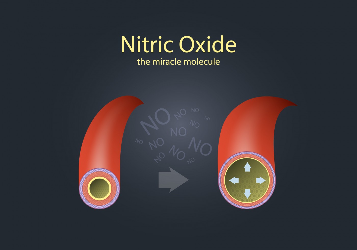 Nitric Oxide And Pulmonary Vasodilation at Larry White blog