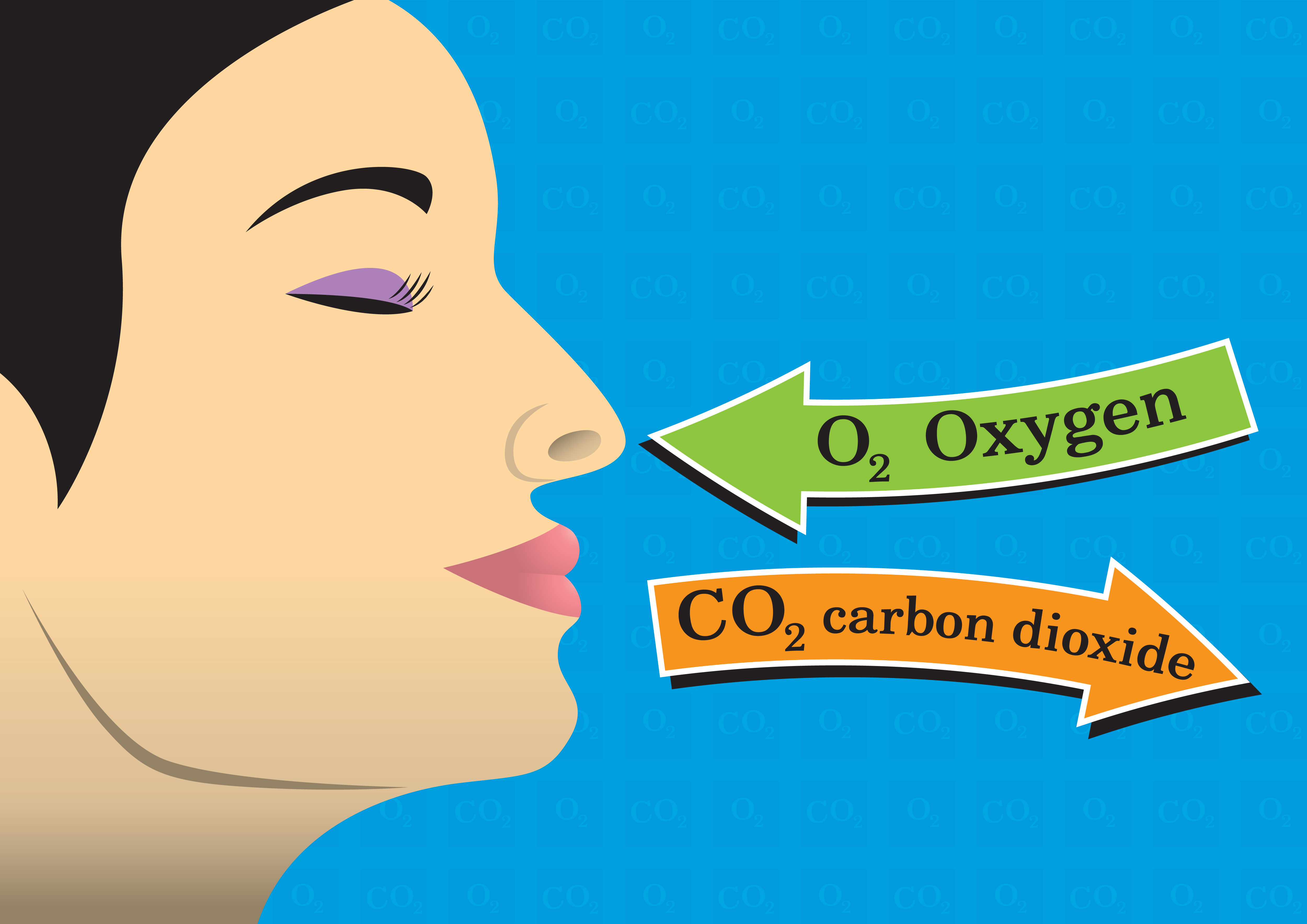 8-interesting-facts-about-lungs-page-5-of-8-bronchiectasis-news-today