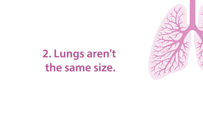lungs2-ph
