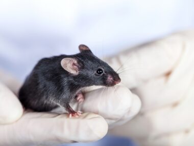 rat model of PAH, nintedanib