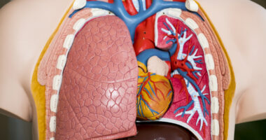 pulmonary health and hormones