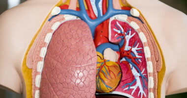 pulmonary health and hormones
