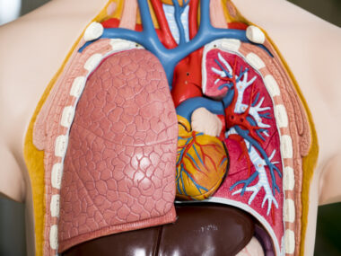 pulmonary health and hormones