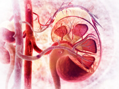 levosimendan and kidney health