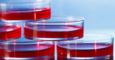 endothelial cells
