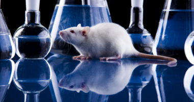 high chloride levels in PASMCs/pulmonaryhypertensionnews.com/rat model