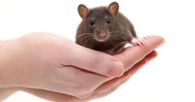 R-107 reversed PAH in rats/pulmonaryhypertensionnews.com/rat model