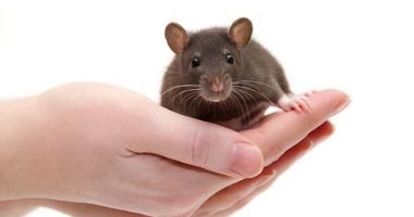R-107 reversed PAH in rats/pulmonaryhypertensionnews.com/rat model
