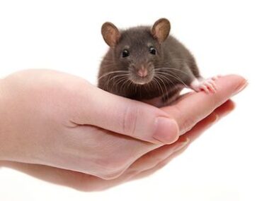 R-107 reversed PAH in rats/pulmonaryhypertensionnews.com/rat model