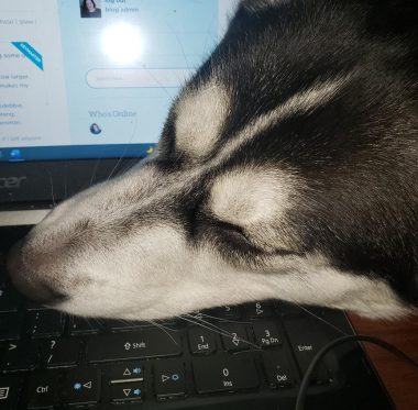 pets and caregivers | Pulmonary Hypertension News | A close-up of Colleen's husky napping on her computer keyboard 