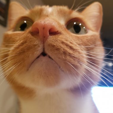 pets and caregivers | Pulmonary Hypertension News | A funny, distorted close-up facial shot of Colleen's orange tabby cat as it blocks a Zoom meeting on her computer