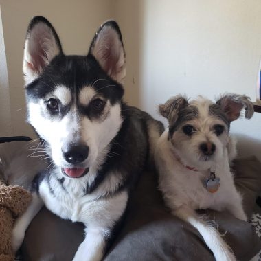 pets and caregivers | Pulmonary Hypertension News | Colleen's two dogs, Harmony and Mellow, one a husky and the other a Jack Russell terrier, pose one a bed