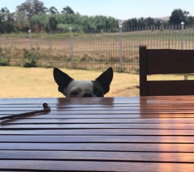 The top of a dog's head appears above a wooden outdoor table. The dog is attempting to reach a ball thrower that's lying on the table. In the background is a country scene.