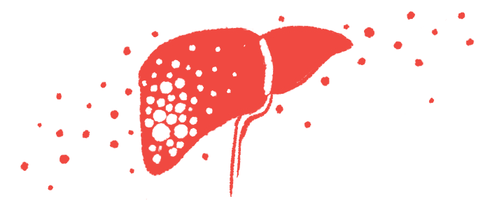 An image of a liver is shown.