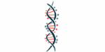 A strand of DNA is shown.