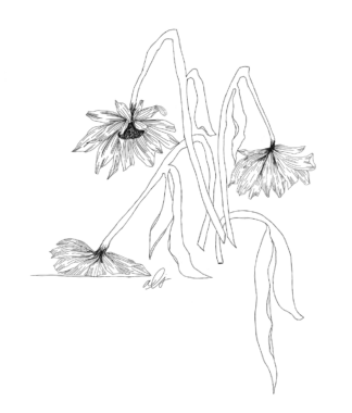 A simple black-and-white drawing depicts several wilting sunflowers.