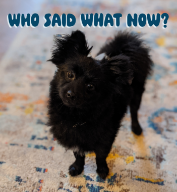 A meme of a photo of a tiny black dog with bubble text that says, "Who said what now?"